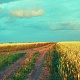 Радищевский район 5
